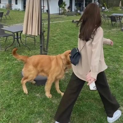 鸽之翼